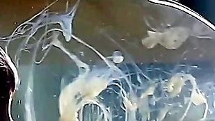 Beggar cums encircling a condom filled with biggest